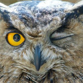 Encore: Animal Spirit Guides: Expand your Awareness