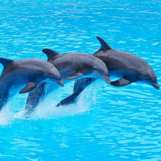The Dolphinization of the Planet, the Humanization of Space and the Re-Enchantment of the Earth with Dr. Michael Hyson