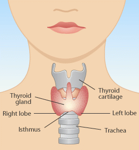 Encore: The Secrets to Natural Thyroid Health, Including How it Impacts Weight Loss, with Expert Dr. Gil Kiljiki 
