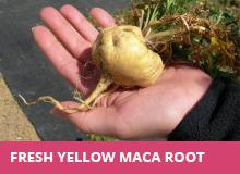 Maca for Lifelong Wellness with Mark Ament