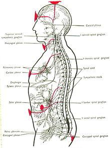 Encore: Anatomy of the Spirit