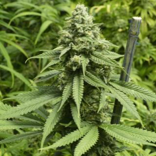 "Weeding" Through the Confusion: Cannabis Policy, Efficacy & Science in 2017 (420 Special with NORML's Paul Armentano 
