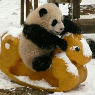 Cute, Comedic, and Healing - Everything Animals