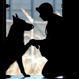 What Anxiety and Your Dog have in common
