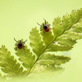 Encore: New Possibilities for the Treatment of Lyme Disease with Naturopath Dr. Nooshin Darvish