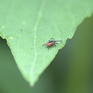 Why Bartonella is the New Lyme with Dr. Tania Dempsey