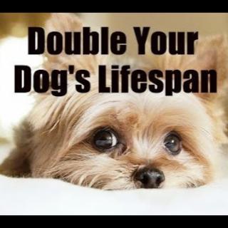 Scientific Medical Studies: Mammals to Double Lifespan, C60 & Telomere Lengthening