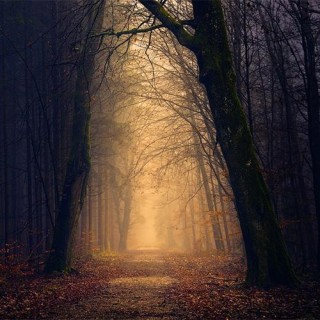 Understanding the Fear Shadow