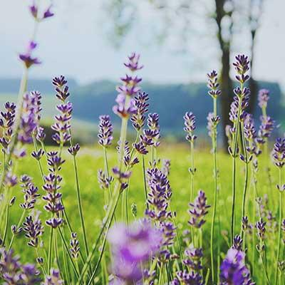 Spruce Up Your Yard with George Oliphant and The Art of Breathing: the Secret to Living Mindfully with Dr. Danny Penman