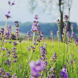 Spruce Up Your Yard with George Oliphant and The Art of Breathing: the Secret to Living Mindfully with Dr. Danny Penman