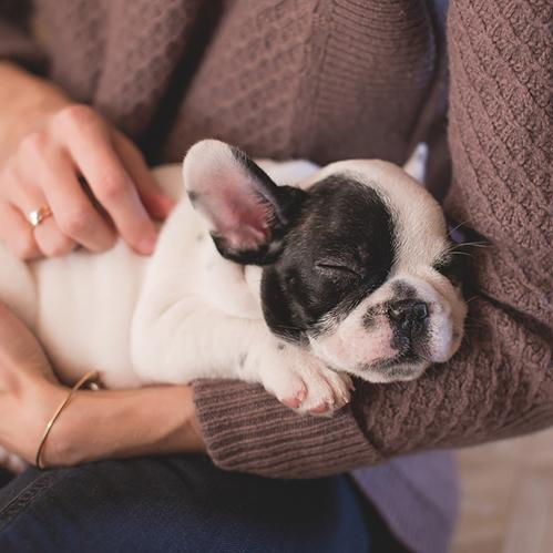 Animals: The Big Question! 