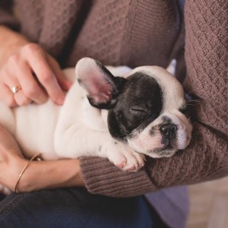 Animals: The Big Question! 