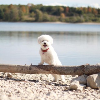 Encore: Relationship Harmony: Animal Soul Wisdom to the Rescue