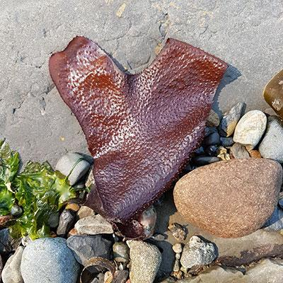 Encore: On the Edge of Desire