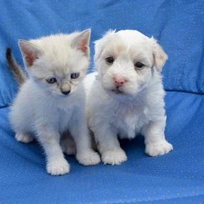 Healing Animals from the Inside Out