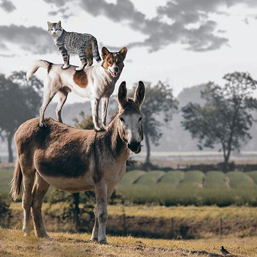 Amazing Animal Stories: The Inside Scoop!