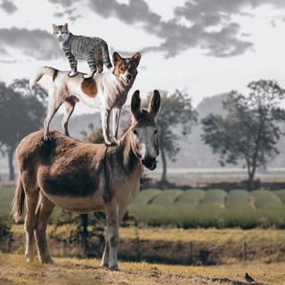 Amazing Animal Stories: The Inside Scoop!