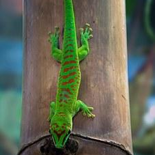 It's Spring Time...What's Up with these Damn Geckos. Special Guest Darcy Pariso, Animal Communicator, Medium and Reiki Master