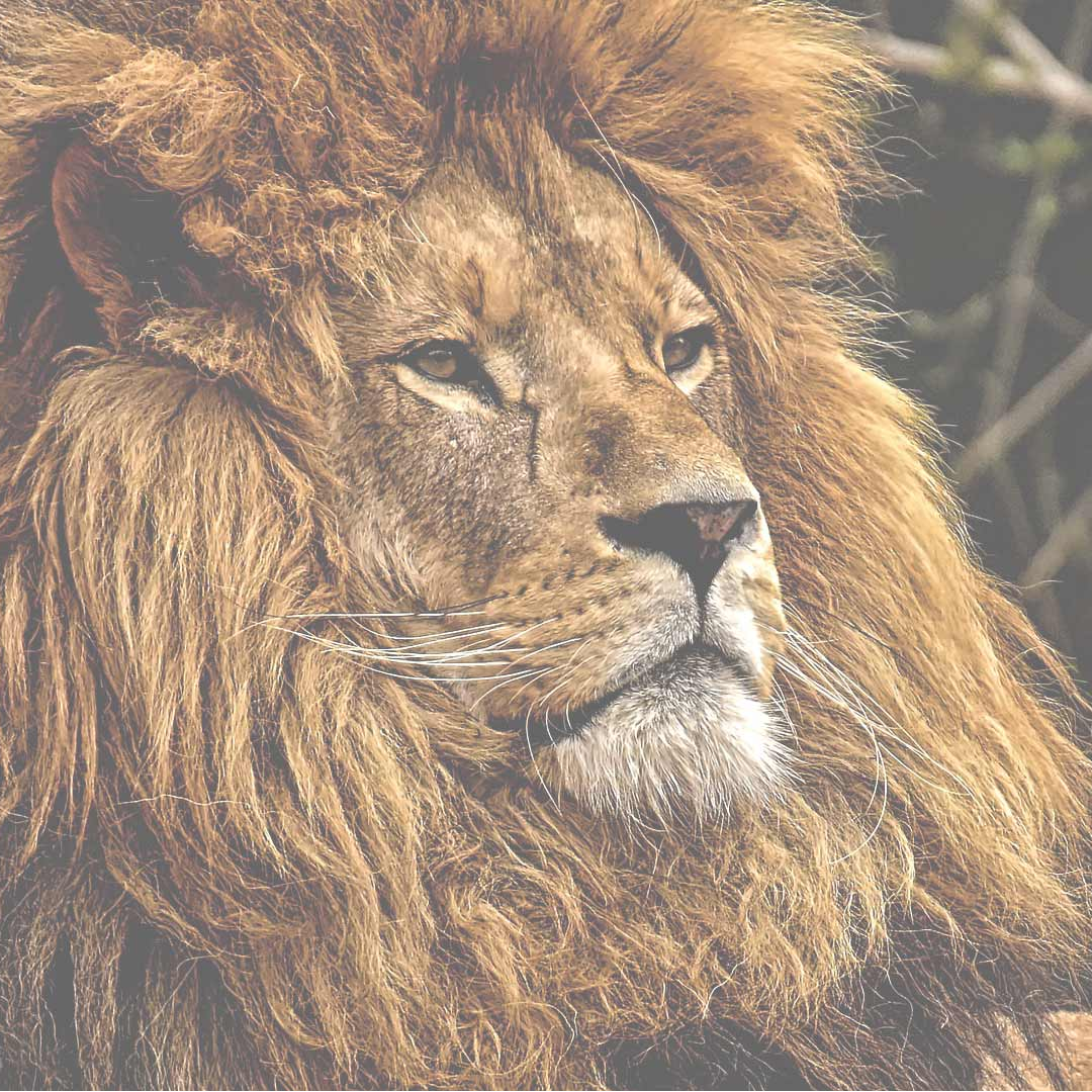 Our fellow animal astral project tool! Discover a few more astral tools!