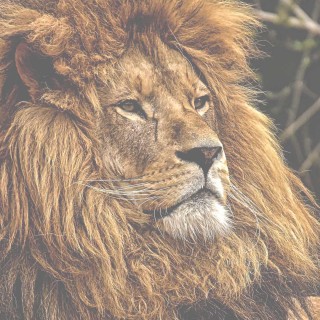 Our fellow animal astral project tool! Discover a few more astral tools!
