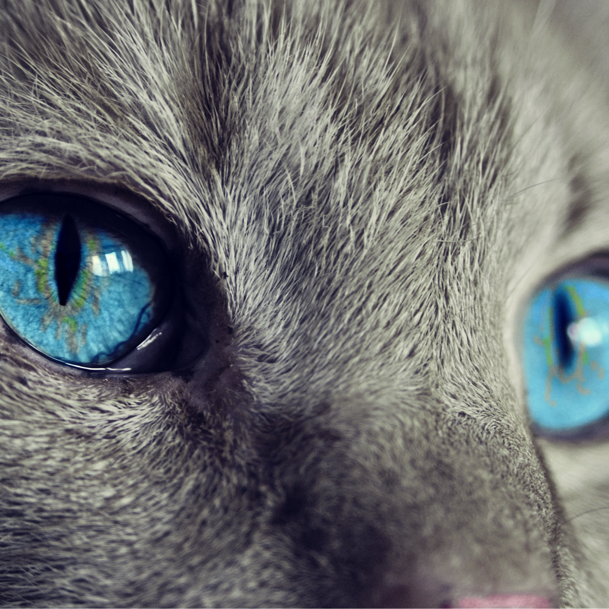 Animal Reiki with Kathleen Prasad!