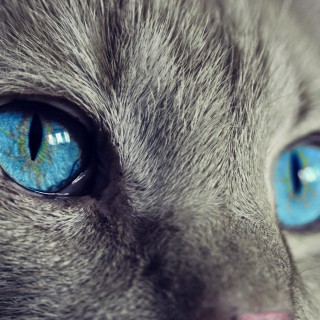 Encore: Animal Reiki with Kathleen Prasad!