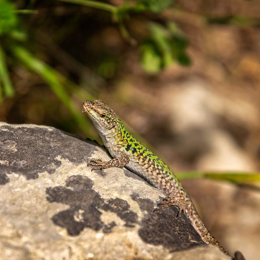 Animal Tales: From Exotic Animals to Your Own Backyard: What do They Want to Share?