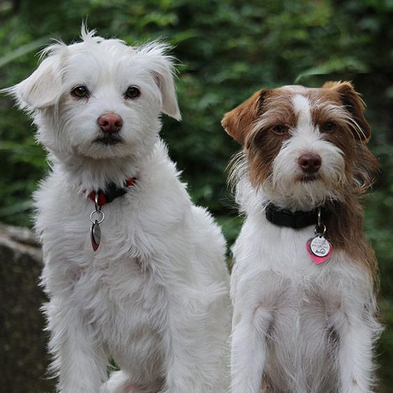 Dogs and cats - how does energy effect them?
