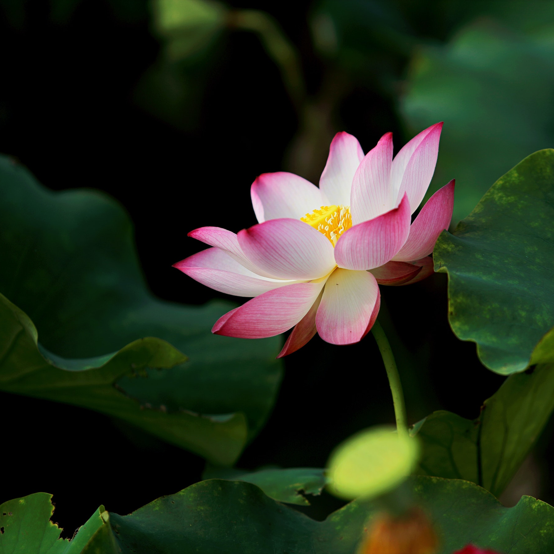 How to get quickly grounded and re-centered with Dr. Susan Shumsky