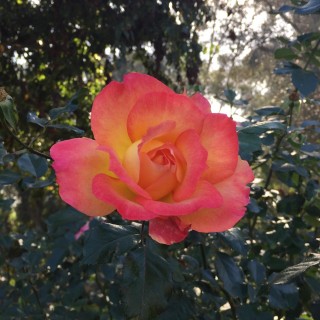Wholeness and integrity: the obstacles and pathways