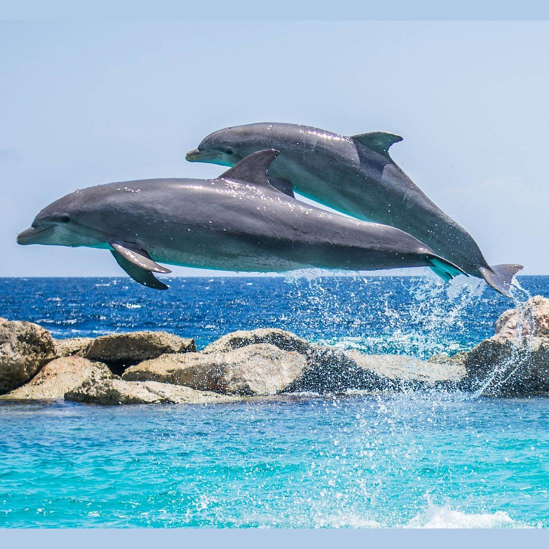 Encore: Get Ready For Some LOVE From The Dolphins with "Dolphin Whisperer" Dr. Michael Hyson. Remember Our Dreams!