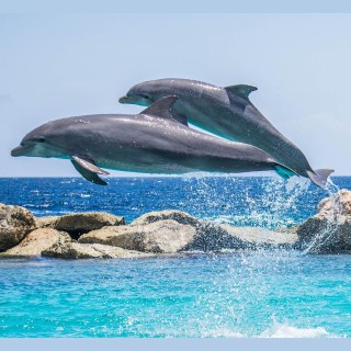 Encore: Get Ready For Some LOVE From The Dolphins with "Dolphin Whisperer" Dr. Michael Hyson. Remember Our Dreams!