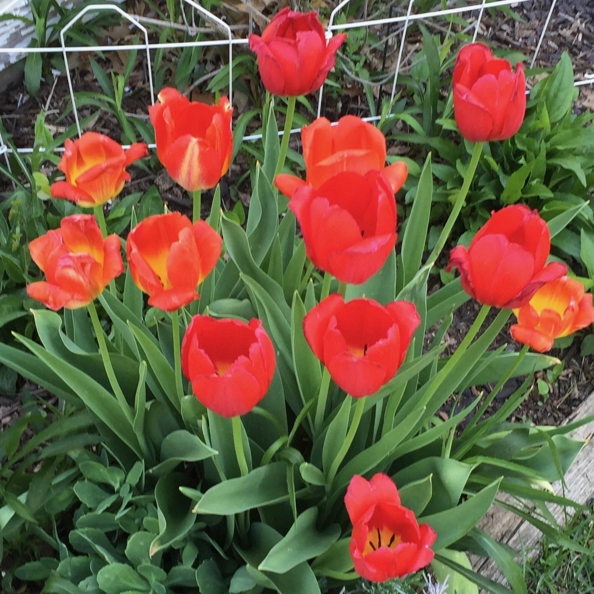 Mindfulness is a scam? Or is this April 1?
