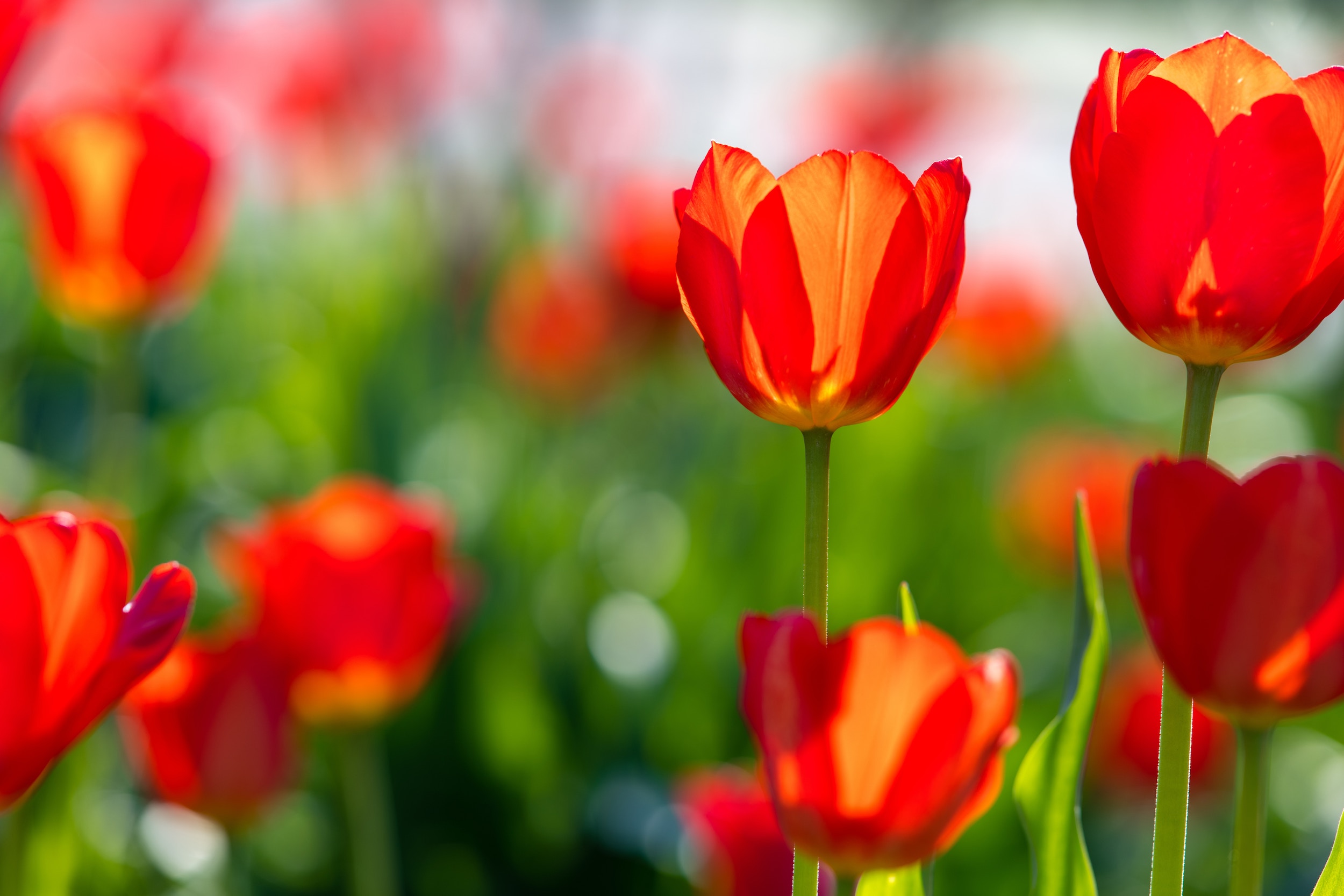 April Showers Brings May Flowers...Original Air Date 04-17-2019