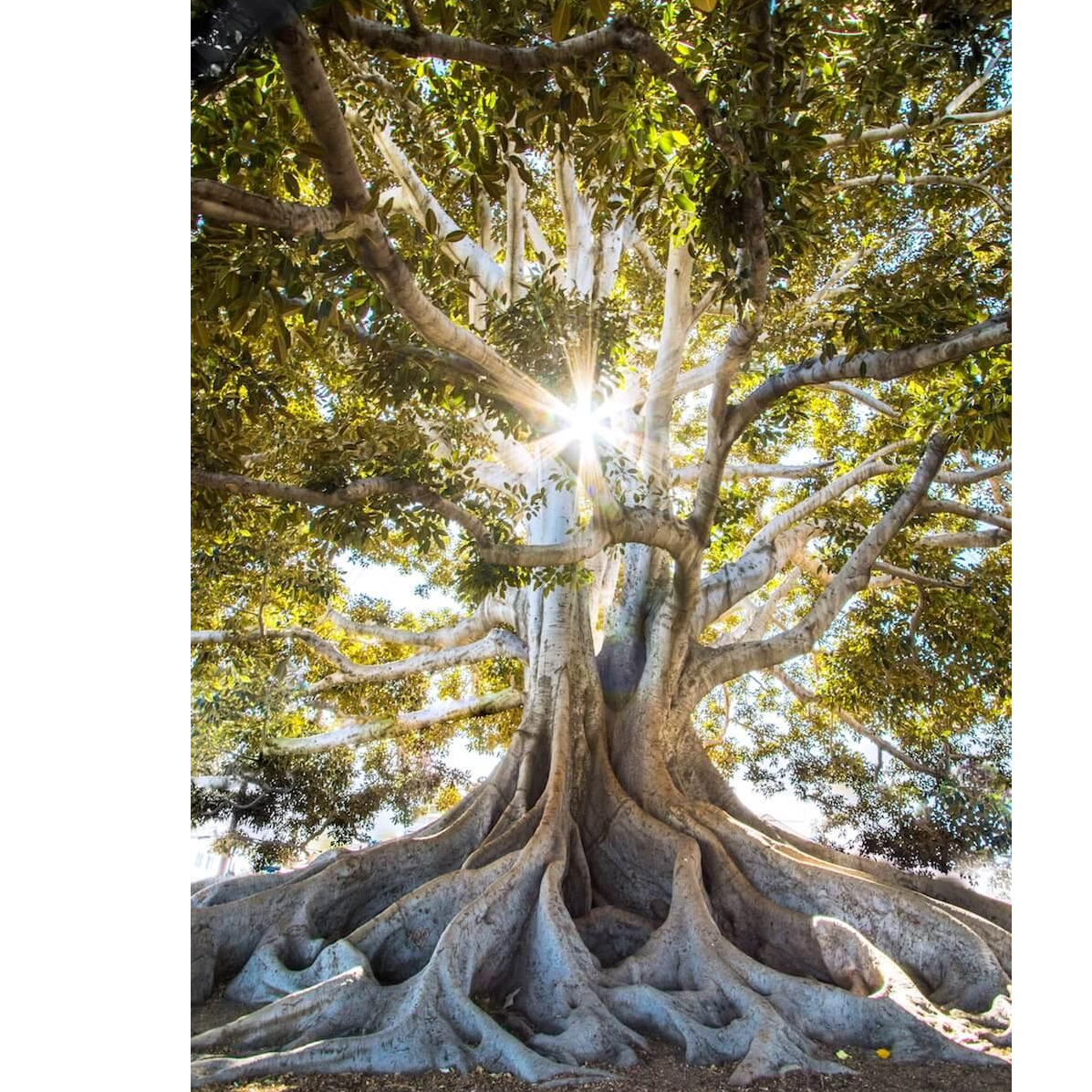 Ancient Prophecy - Celestine Insights