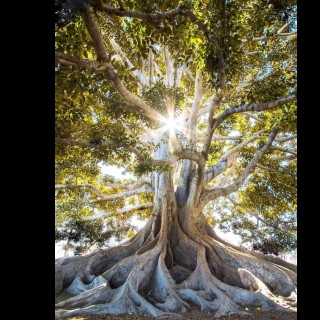 Ancient Prophecy - Celestine Insights