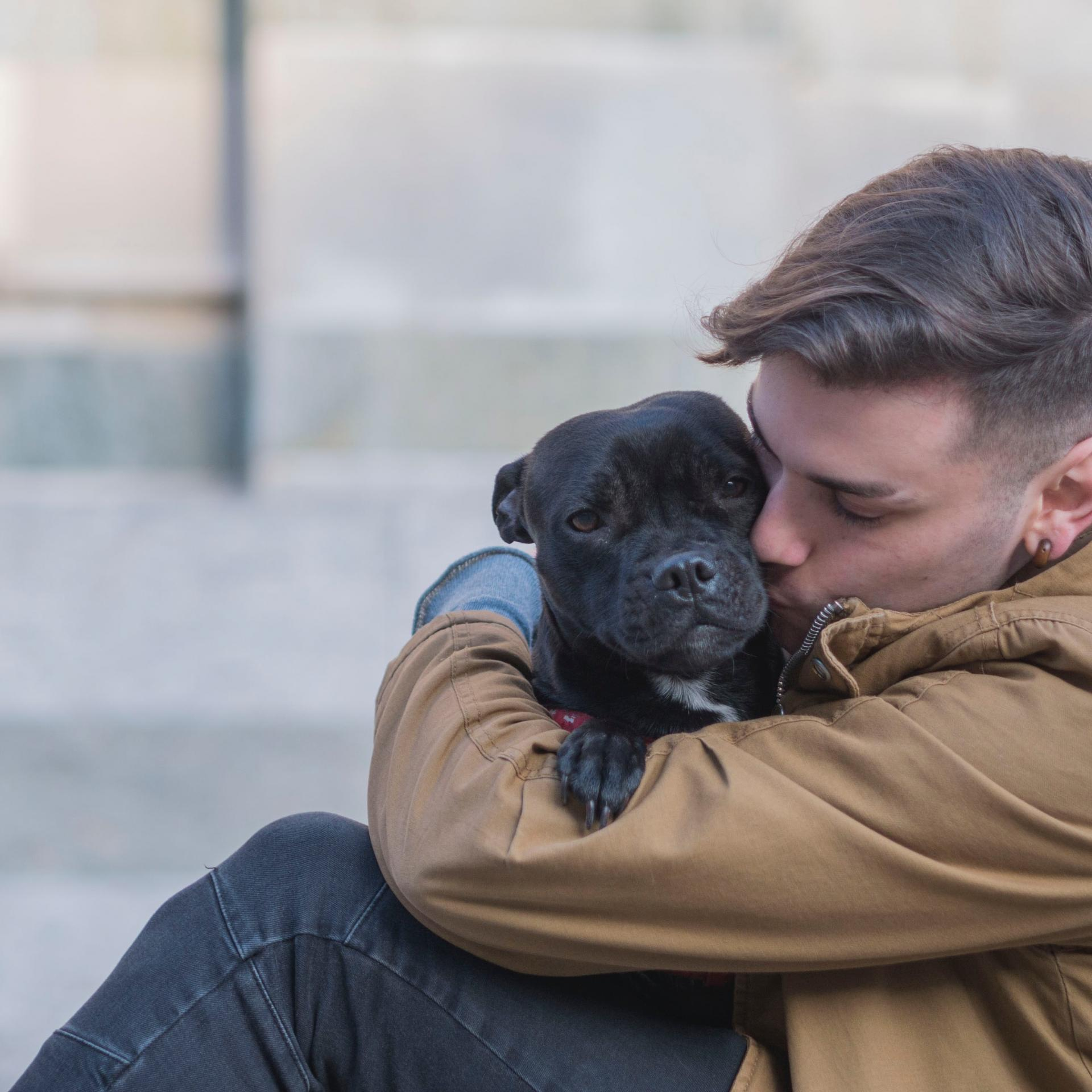Dogs are more than Comfort