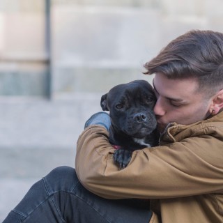 Dogs are more than Comfort