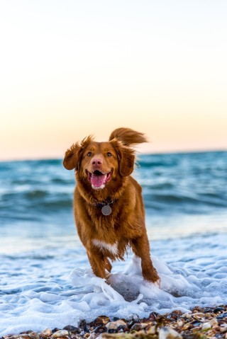 Let Your Dog Lead