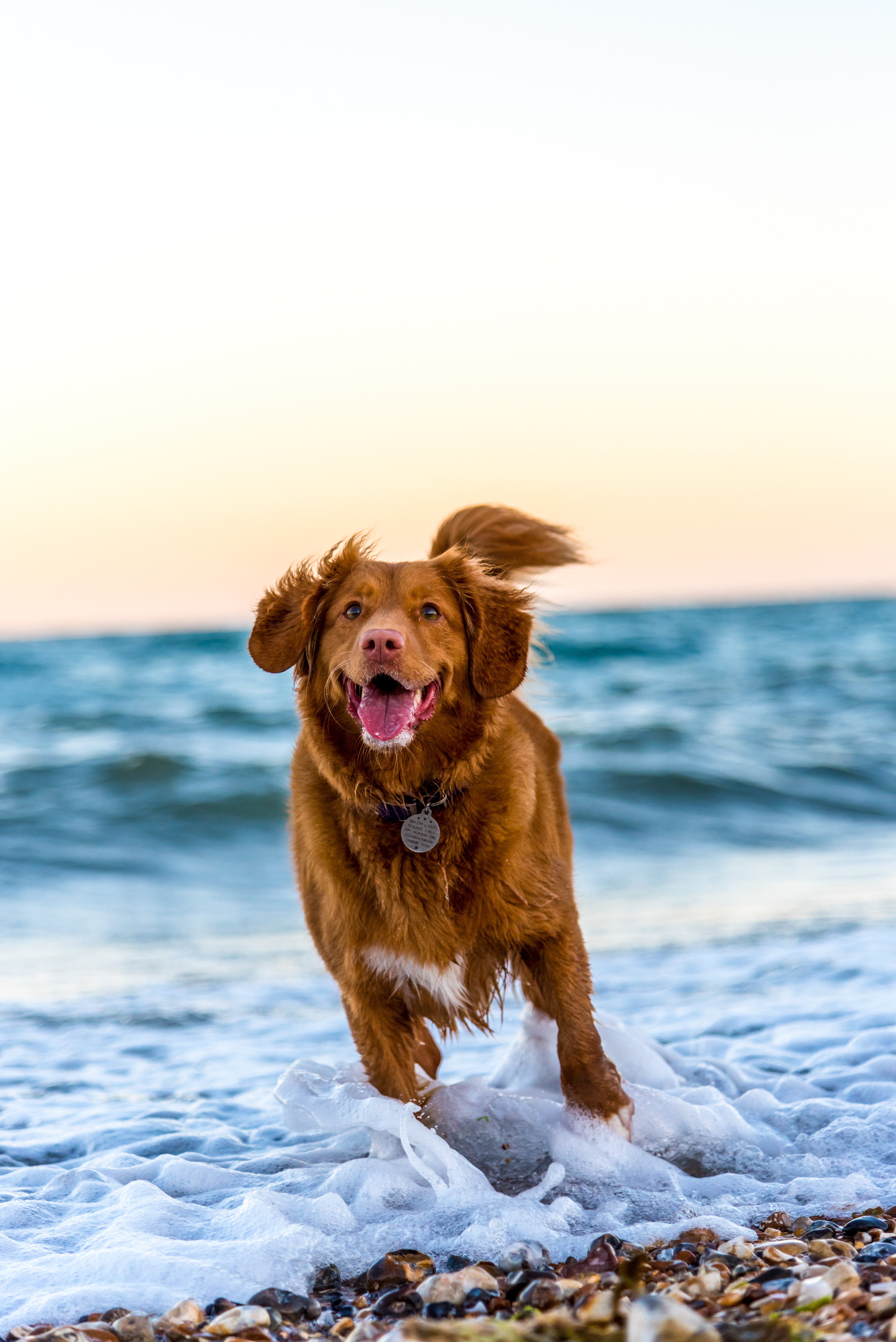Let Your Dog Lead
