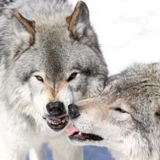 Power Animals – Your Sacred Allies 