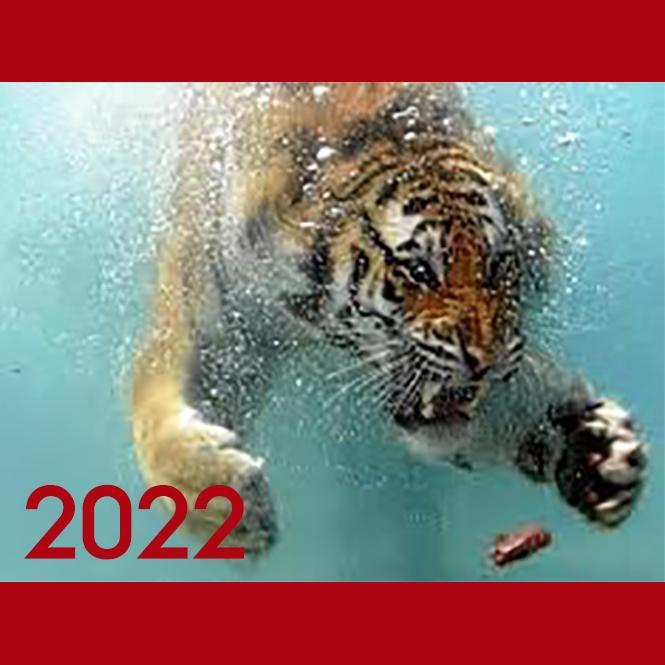 Make a Splash in the Year of the Water Tiger!
