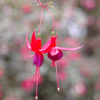 Angels put a "Spring" in Your Step with The Angel Lady Sue Storm