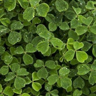 Happy St. Patrick Day: Create Your Own 4 Leaf-Faith, Hope, Luck, and Love