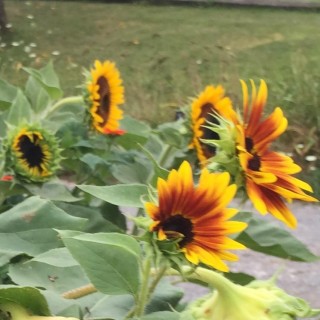 Sacred Medicine – Stand in Spirit with Ukraine (stone blessing).