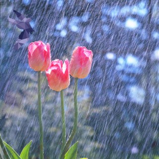 April Angels bring Miracles with The Angel Lady Sue Storm