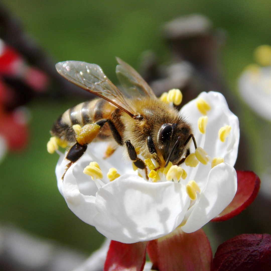 Got a Bee in Your Bonnet?
