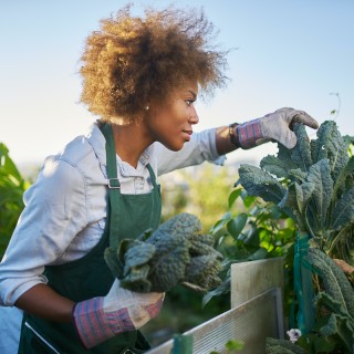 The Plight of Black Farmers in the US