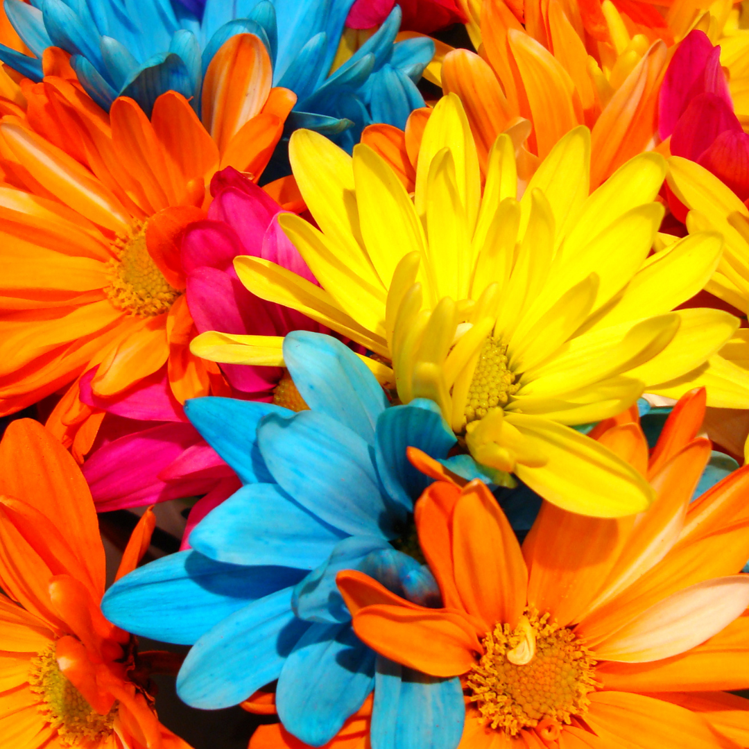 Transforming from Waking Hope to Vibrant Voices on The Transformation Network