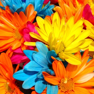 Transforming from Waking Hope to Vibrant Voices on The Transformation Network